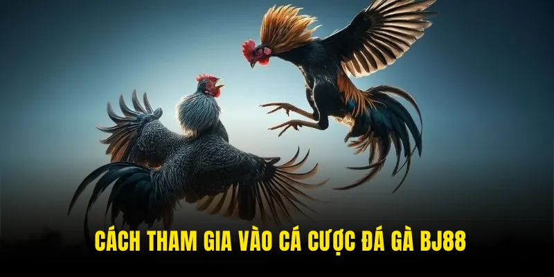 Hướng dẫn tham gia sảnh đá gà BJ88