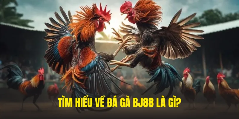 Danh mục đá gà tại nhà cái BJ88